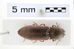Foto (Dorsalansicht) von Agrypnus desjardinsii (NHMW-ZOO-COL-0008102)